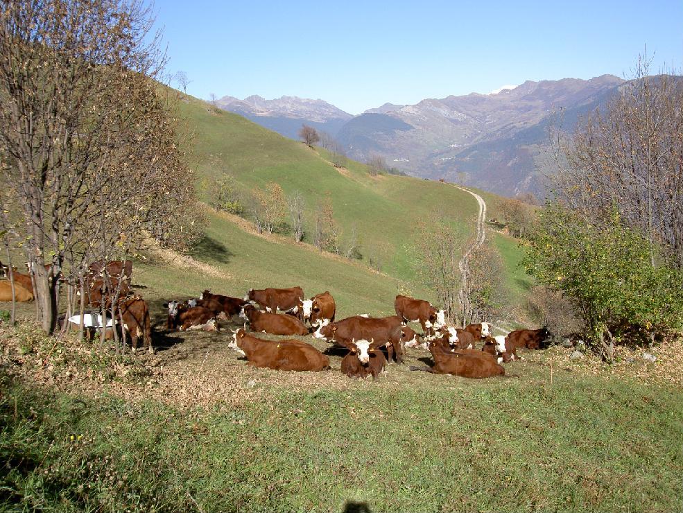 Troupeau de vaches